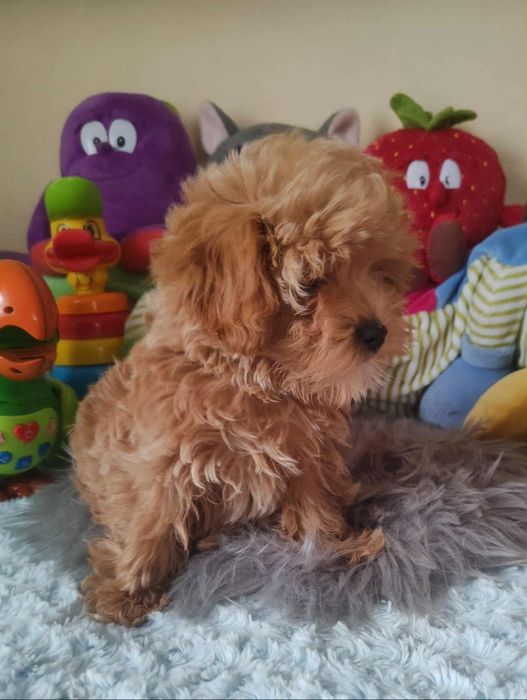 Maltipoo Piękny Czesio