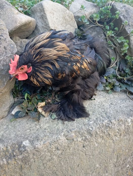 Sprzedam koguty kochiny miniaturowe