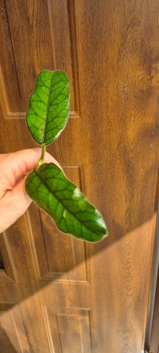 Hoya Globulosa cięte sadzonki