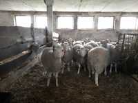 Sprzedam owce 12 miesięczne licencjonowane rasy Świniarka, oraz tryki