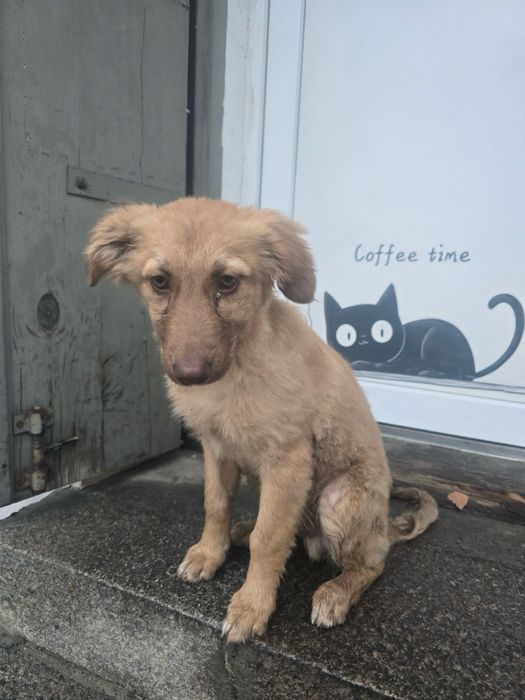 Цуценя шукає дім