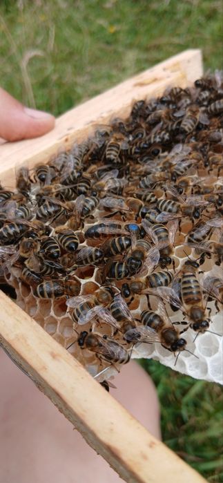 Бджоломатки українська степова порода 2025