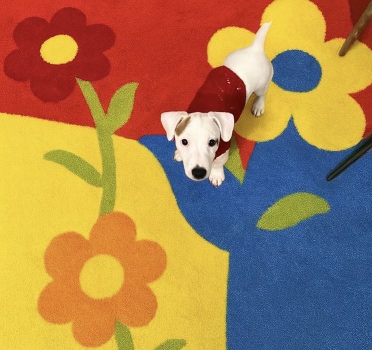 Красивая девочка джек рассел терьер ищет родителей