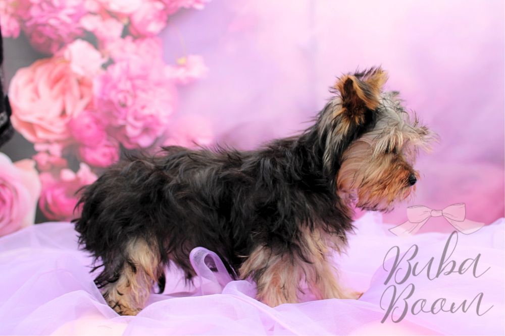 Yorkshire Terrier mini Rodowodowy
