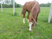 kuc walijski ‼️ czysty ‼️ WELSH COB PONY kucyk MEGA GŁOWA dla dzieci