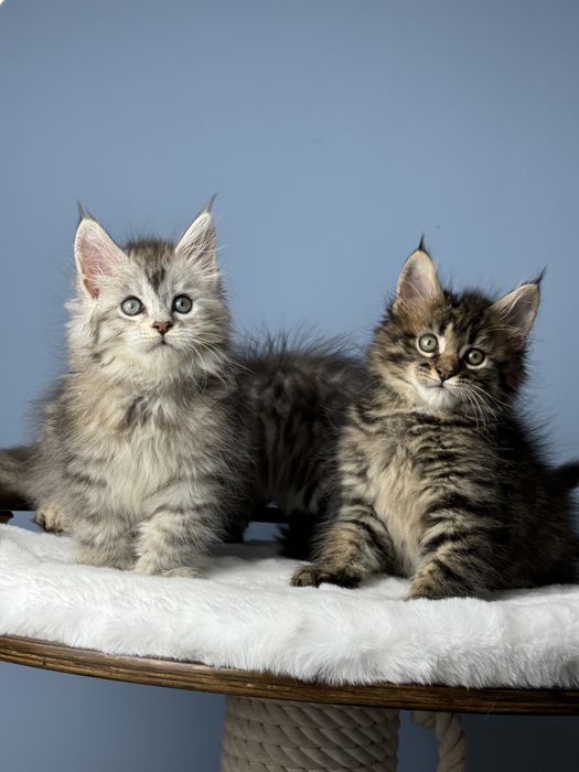 Котята мейн кун 1.5 месяца девочки меховая крупная линия