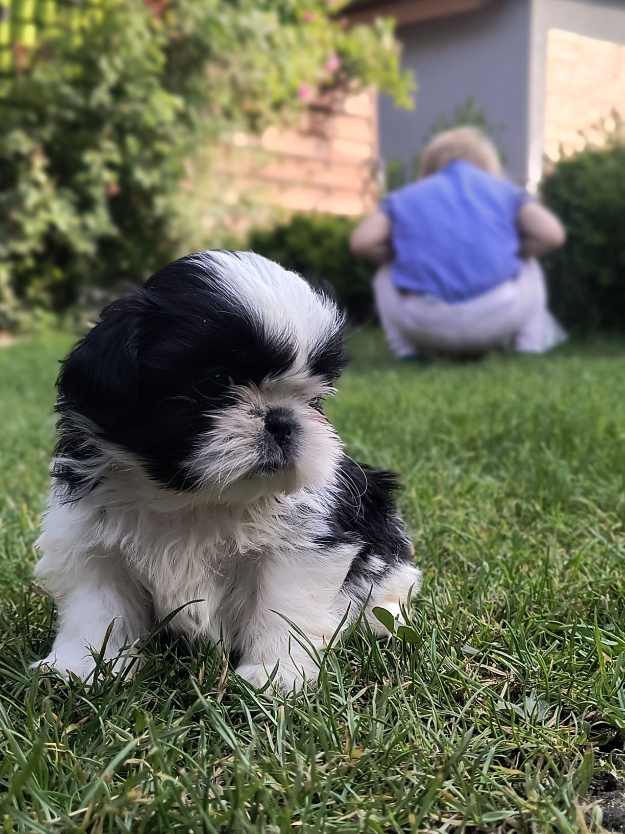 Shihtzu gotowy do odbioru