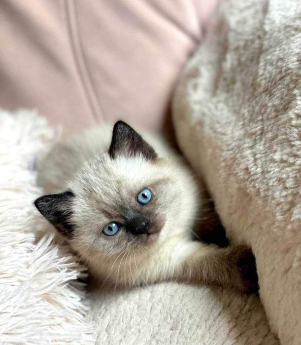 Kocurek szkocki czekoladowy point prostouchy