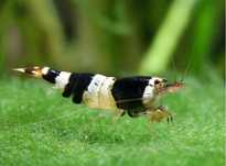 Caridina Crystal Black (Grade A)