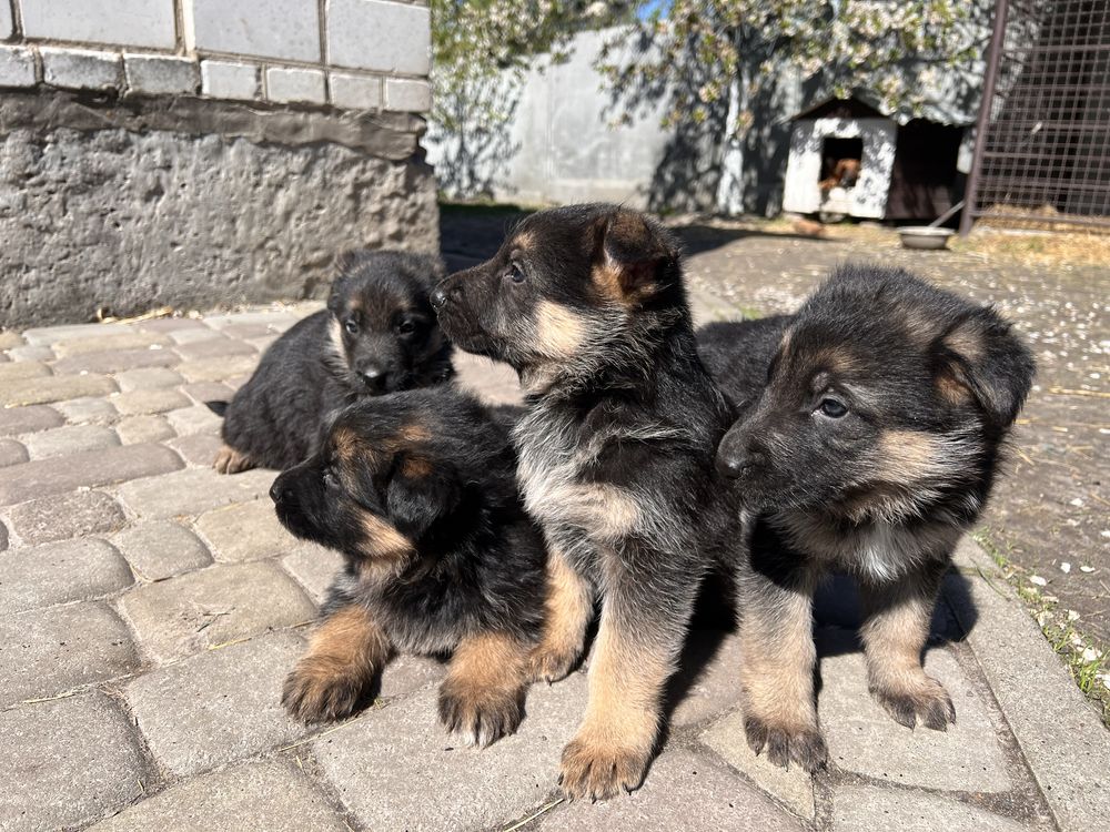 Цуценята німецької вівчарки