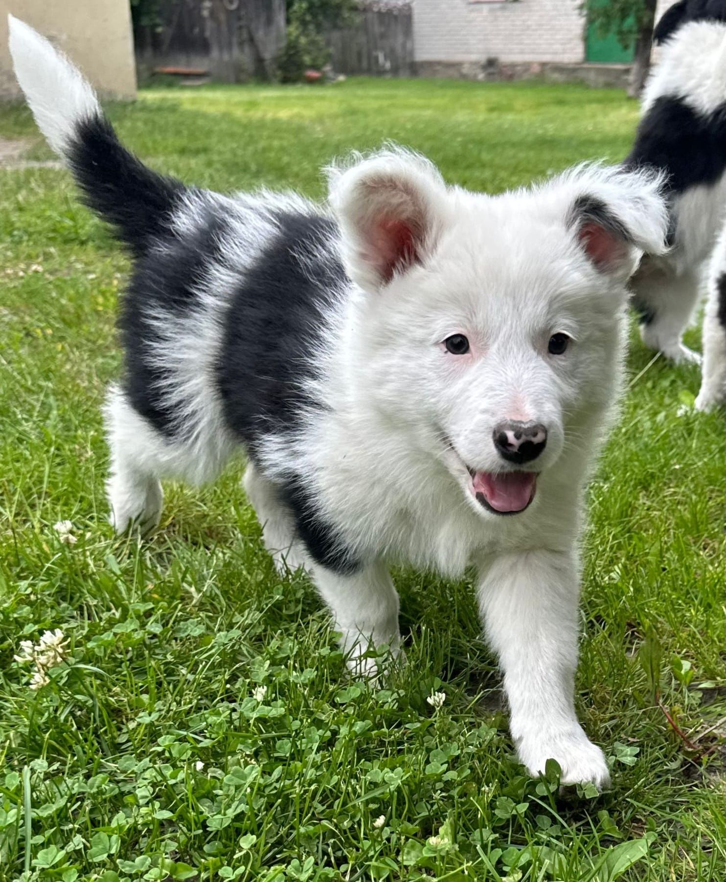 Border collie piesek