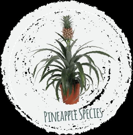 Bromelia i piękny kaktus