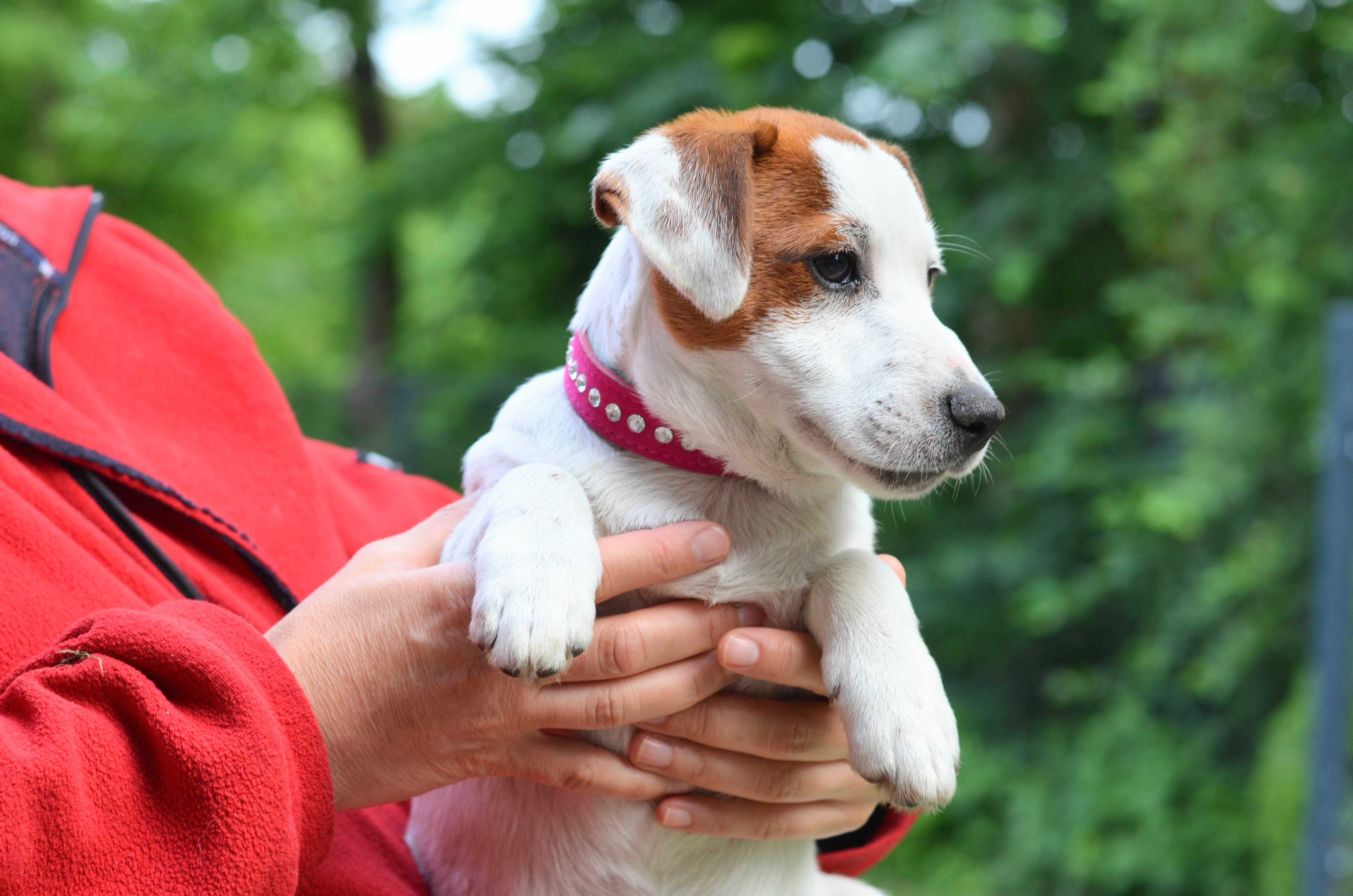 JACK RUSSELL TERRIER piesek gładkowłosy ZKwP/FCI do odbioru