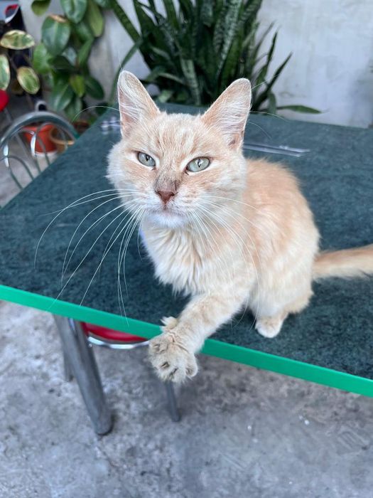 Знайдена рудого кота, лиса гора