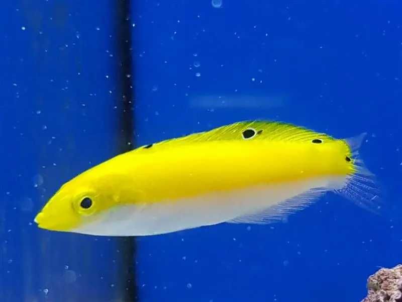 Akwarium morskie - Halichoeres trispilus