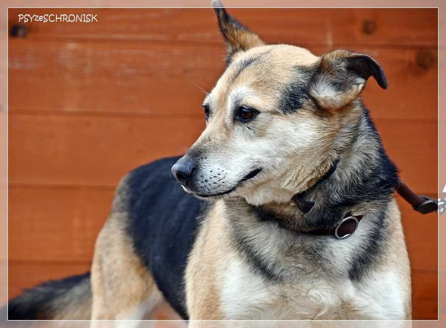 Boguś - cudowny kundelek chce dać Ci swoje serce