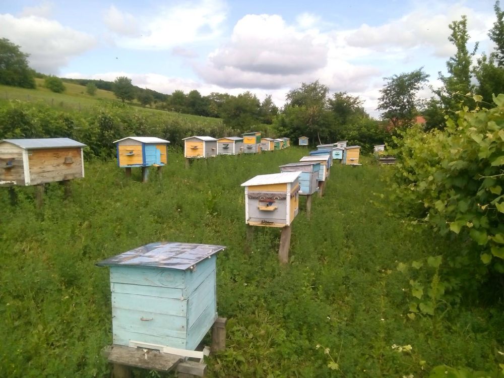 Продам мед з власної пасіки