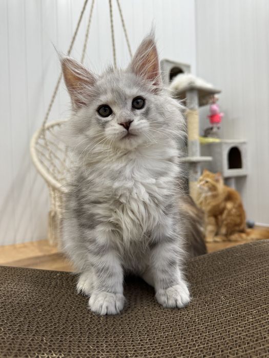 Мальчик голубой на высоком серебре эксклюзив котенок мейн кун