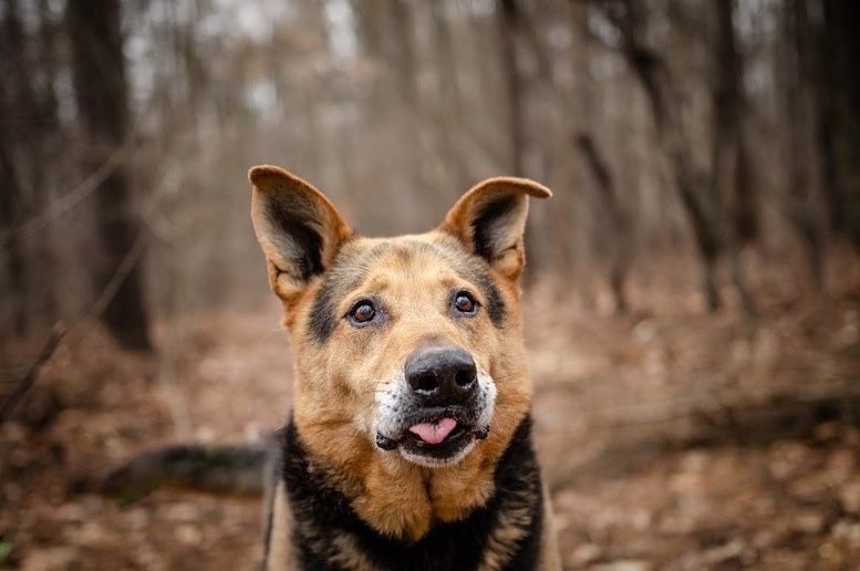 KUBUŚ | miłośnik szarpaków wyglądający jak owczarek do adopcji