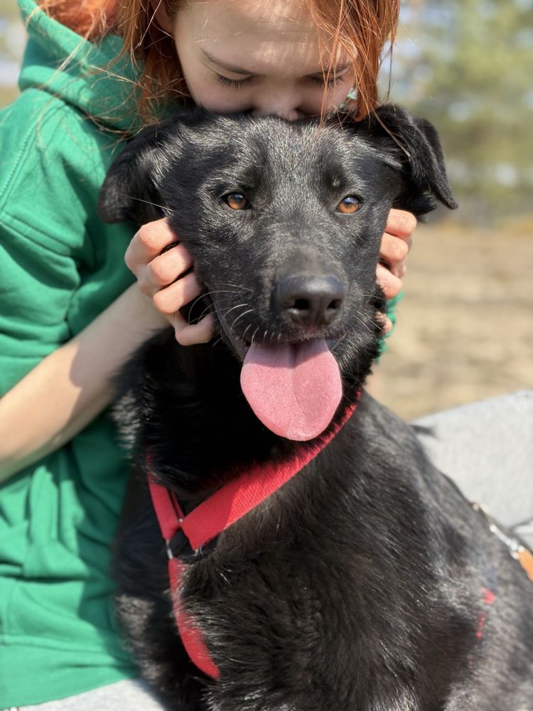 Loca w typie labradora szuka domu!