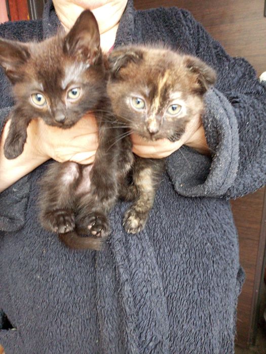 Кошенята в добрі руки