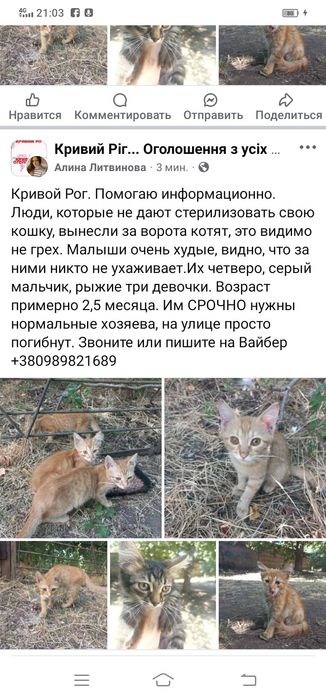 Котенок мальчик даром. Кот. Котята. Котик отдам бесплатно