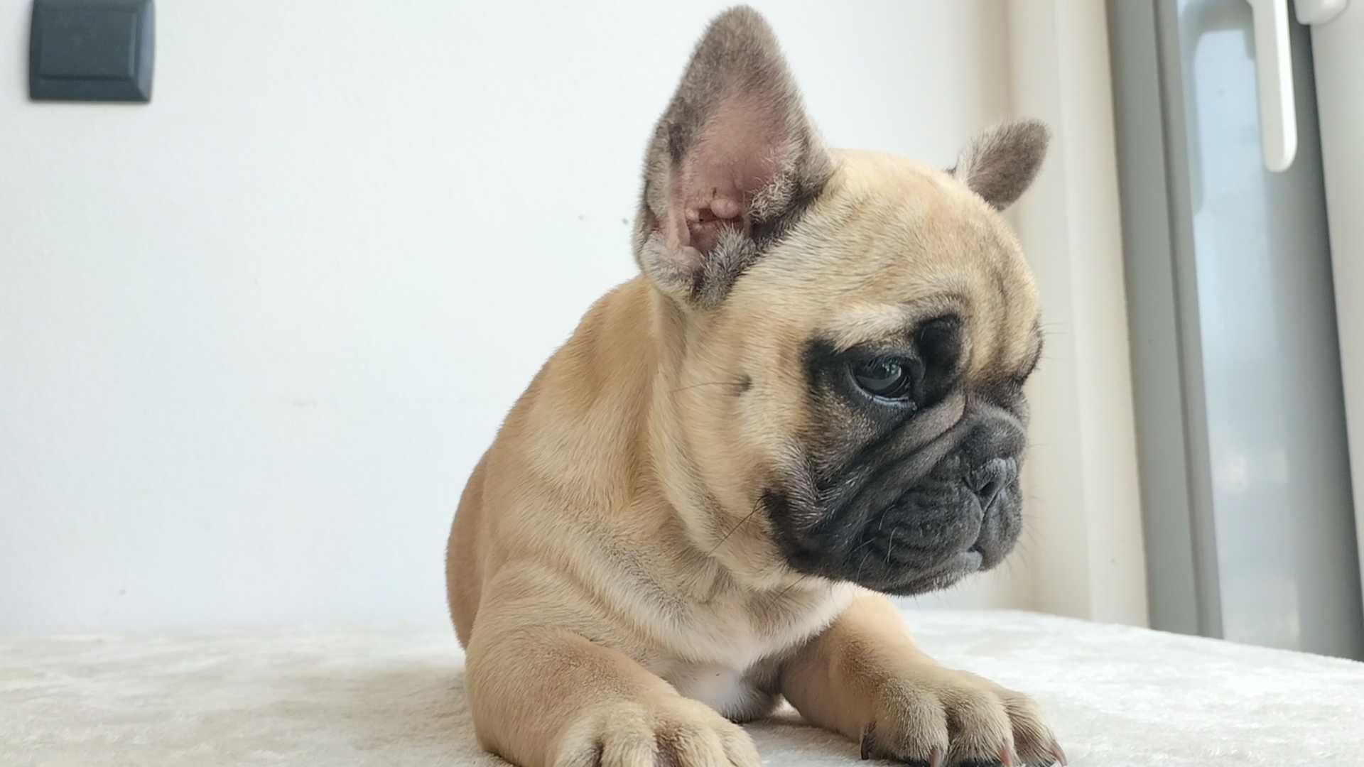Bulldog Francês com LOP e Afixo