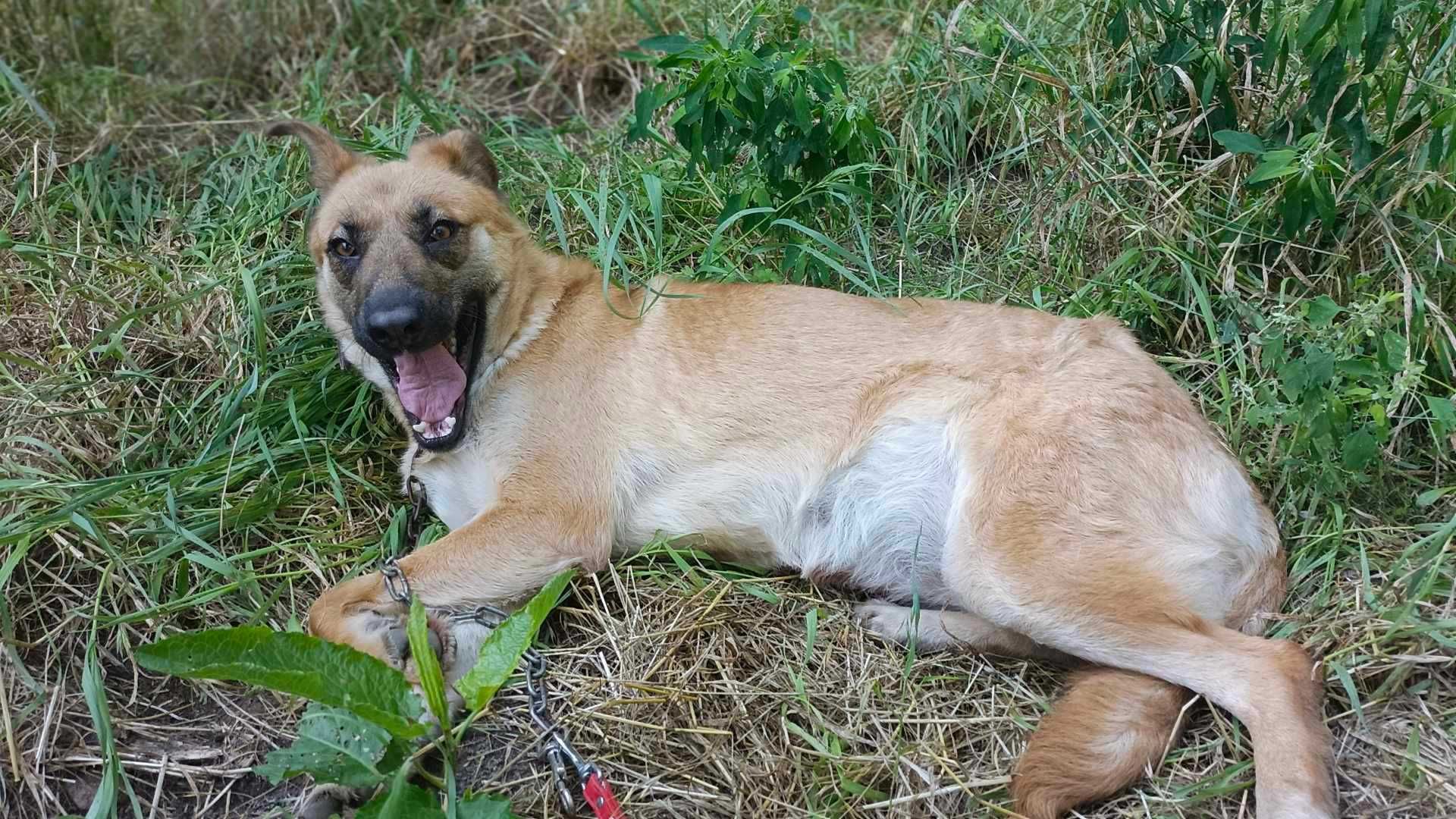 owczarek mix Żaluzja   szuka domu schronisko Zgierz-aktualne