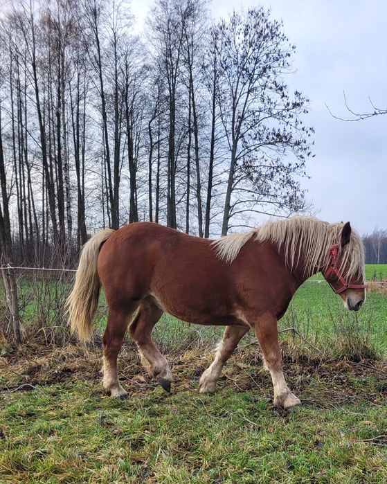 Sprzedam klacz kasztankę 1 rok i 6 miesięcy