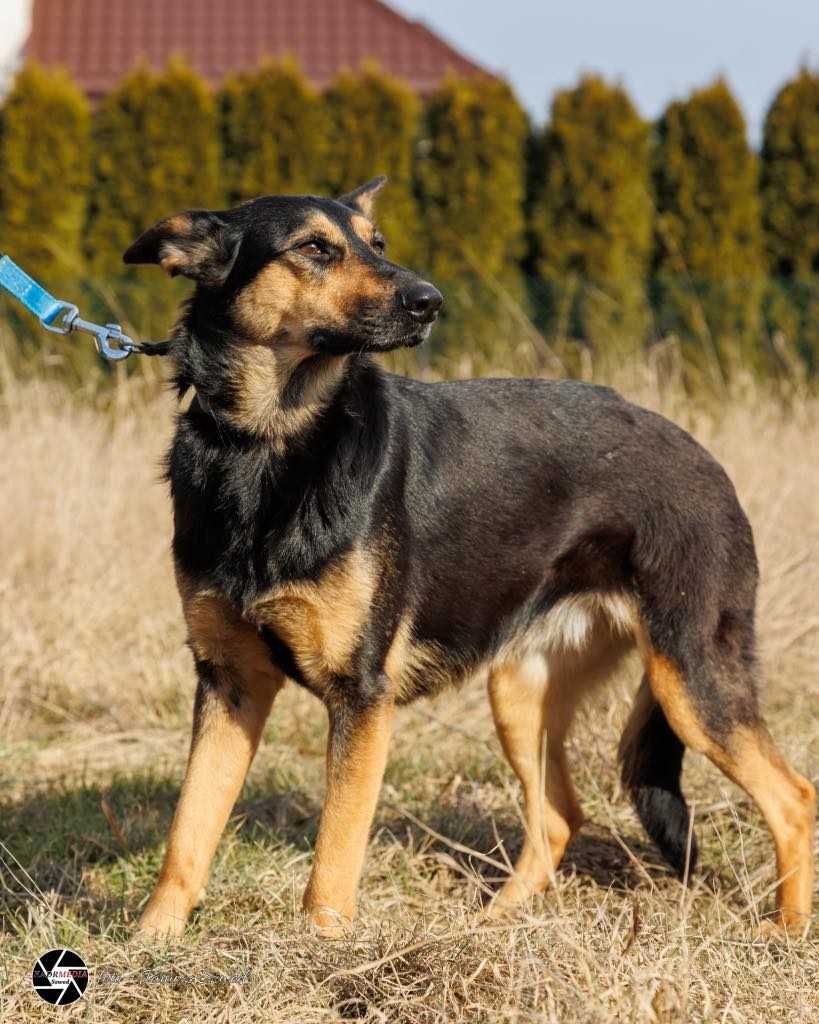 Przekochana Mika ma 2 lata i czeka na dom