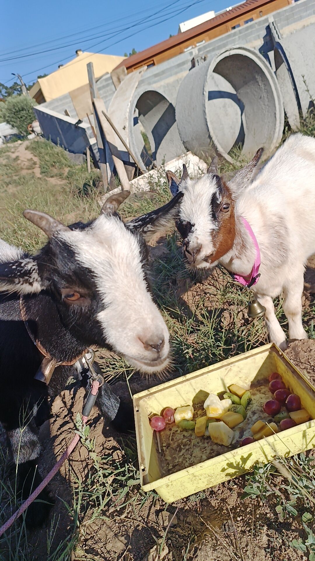 2 cabras fêmeass