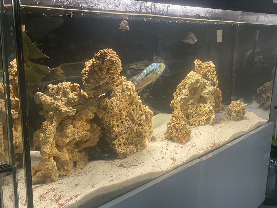 Akwarium 200l wraz z wyposażeniem filtr Fluval 407 oraz pyszczaki