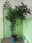 Oleander kwiat w doniczce