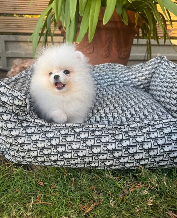 Szpic Miniaturowy Biała Kulka