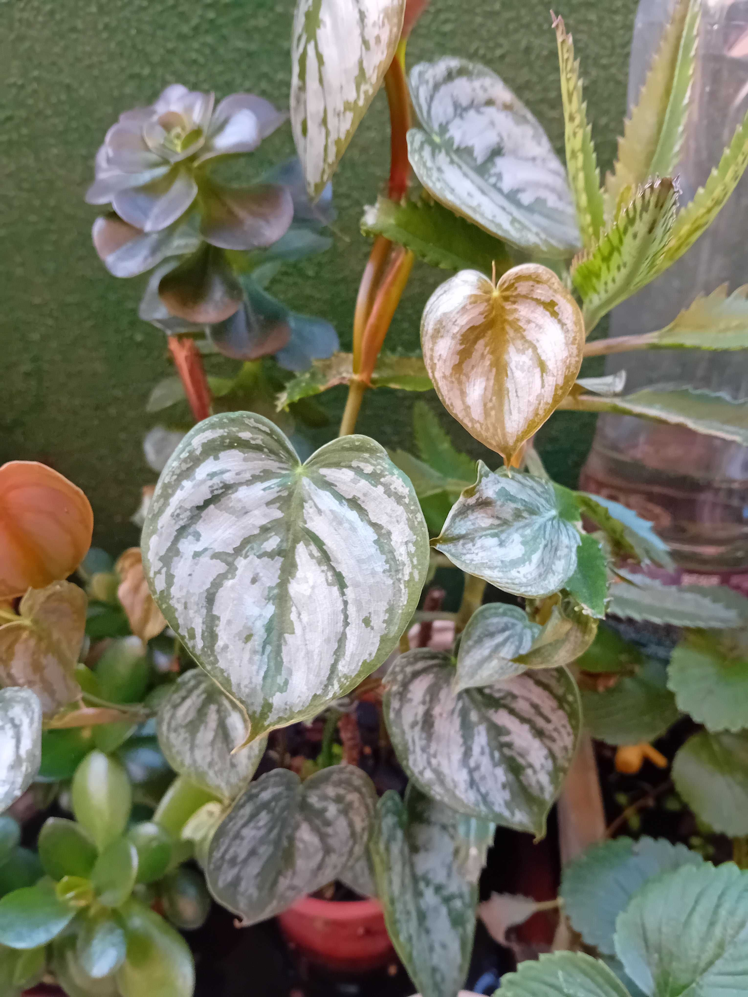 Horticulas Com Vaso