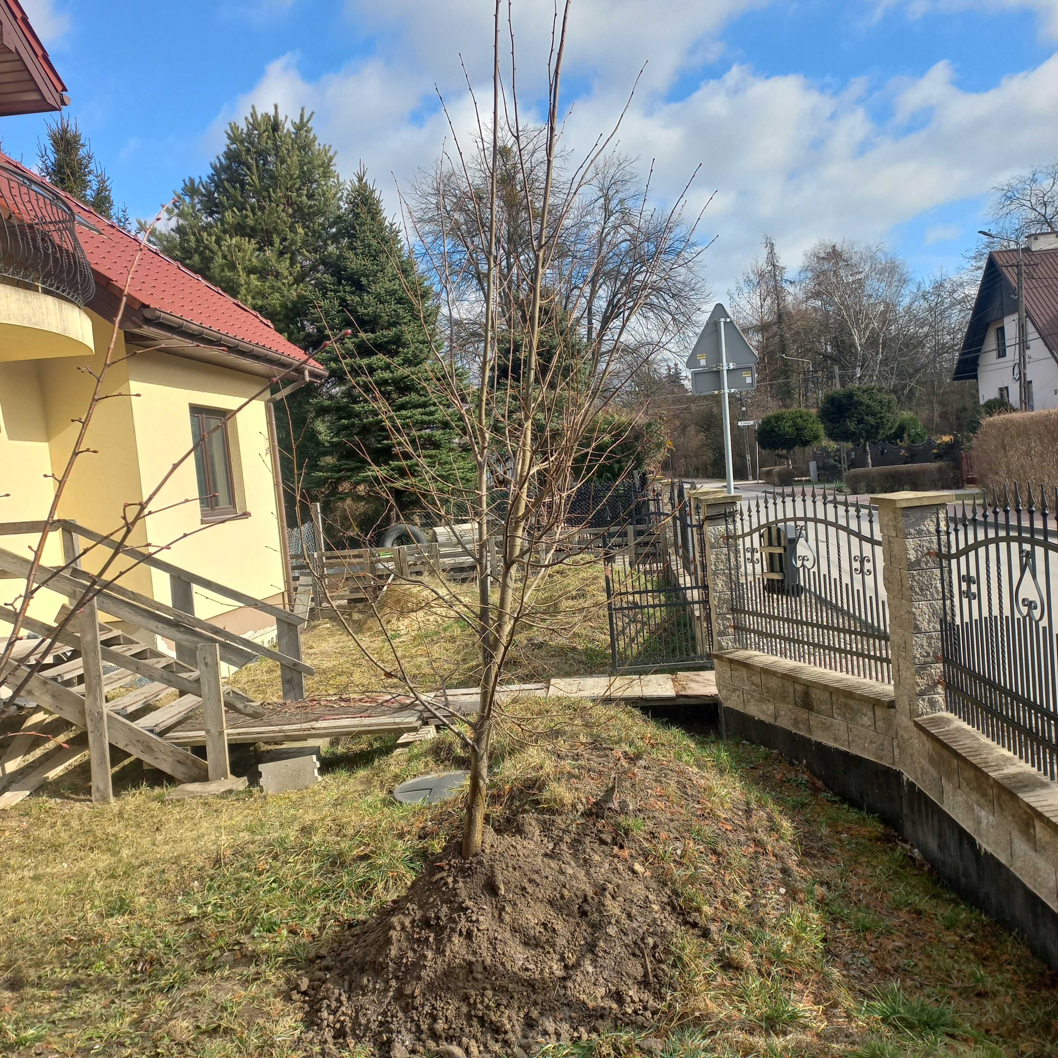 Lipa drobnolistna - miododajna 5 m