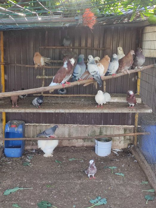 Pombos e rolas de várias raças