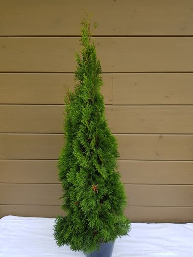 thuja tuja smaragd szmaragd 140 cm grunt