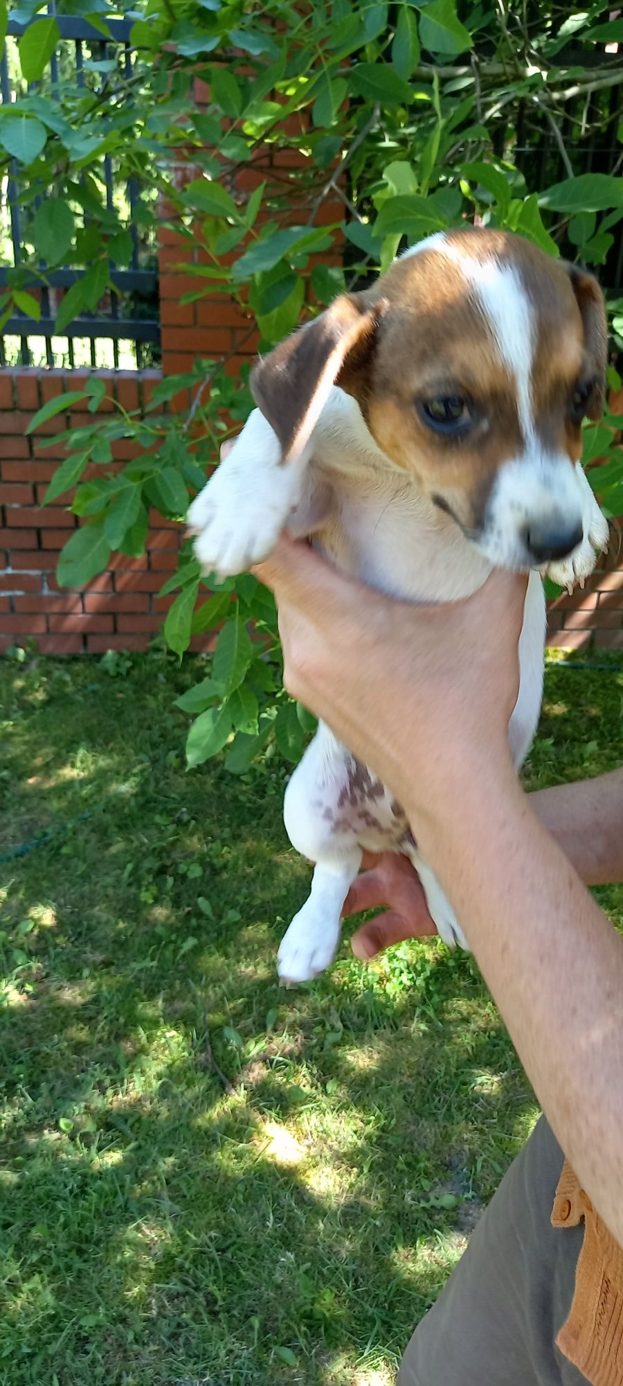 Jack Russell Terrier (SUCZKA)