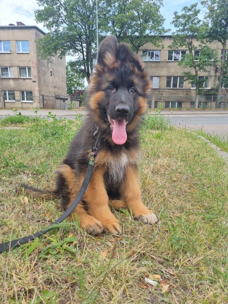 Owczarek Niemiecki Długo włosy Fci