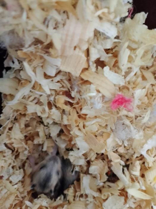 2 małe chomiki dżungarskie