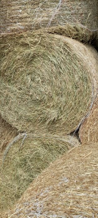 Siano  w balotach 130/125 z dowozem