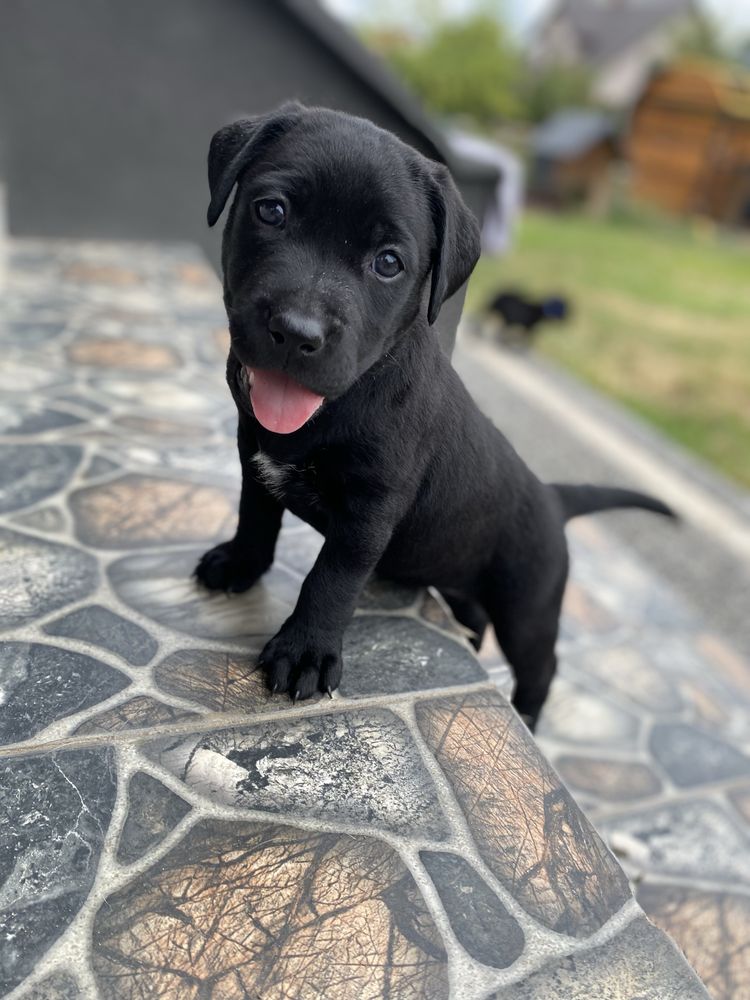 Labrador redriver