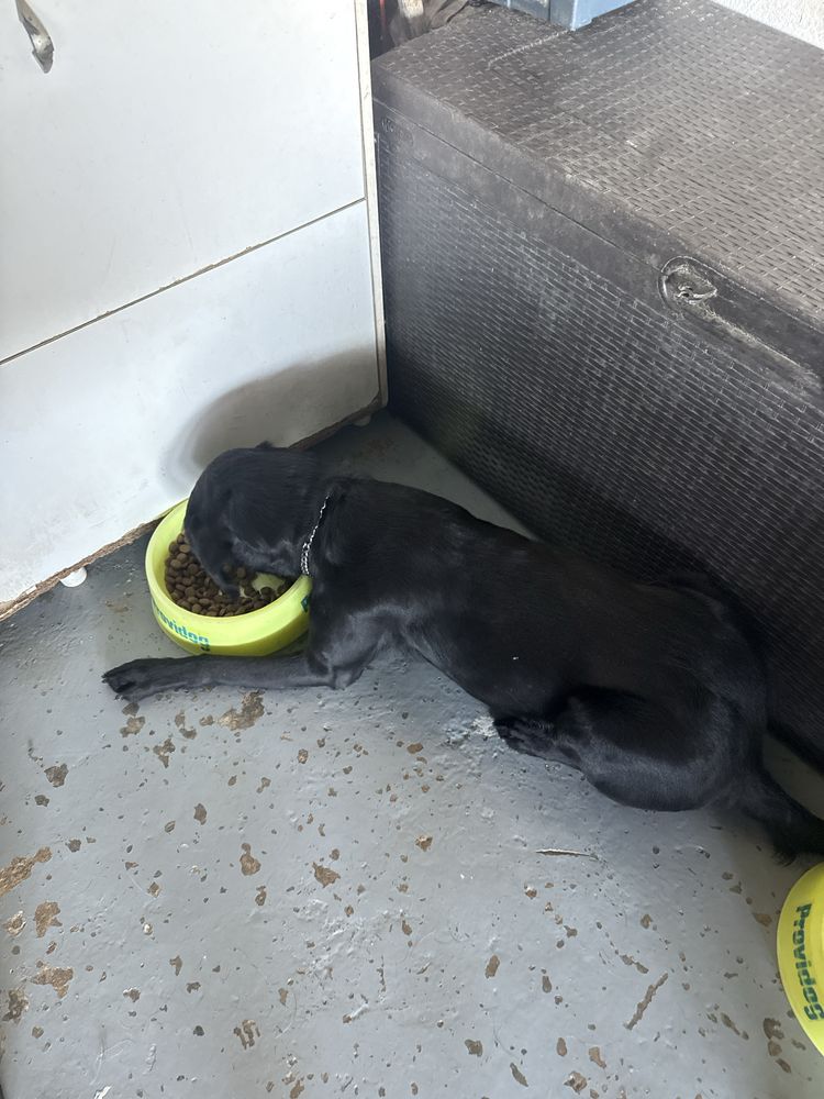 Dalmatas e um labrador