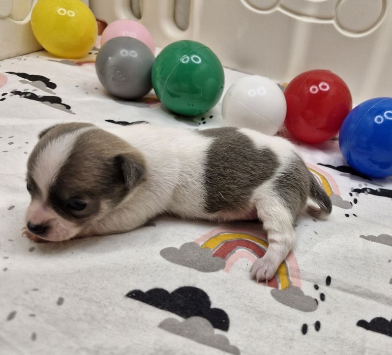 Chihuahua piekny piesek