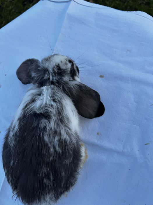 Króliki młode barany francuzkie
