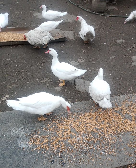 Kaczor, Kaczka z wolnego wybiegu, Kaczki francuskie