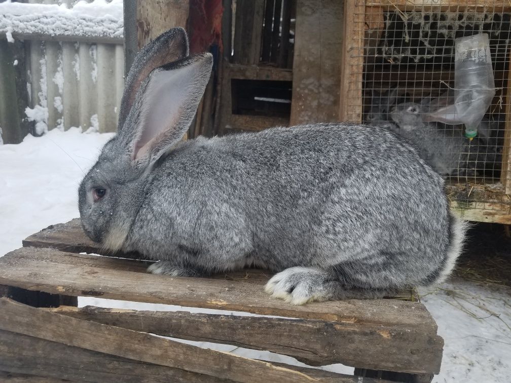 продаеться самец робочий европейська шиншила