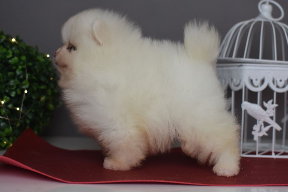 Чудові Хлопці померанці