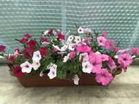 Vista pelargonia petunia surfinia begonia komarzyca smagliczka uczep